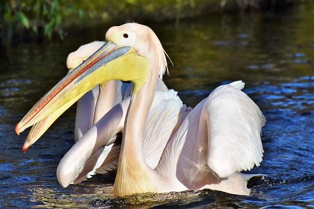 pelikán na vodě