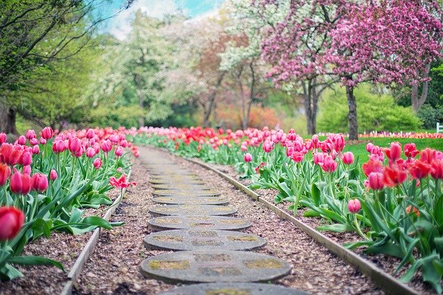 Chodník v zahradě s tulipány